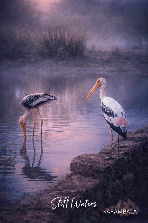 Stillness meets presence. Two birds, one moment — minimal, moody, intentional. Nature, stripped down to its essence.